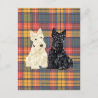 Terriers Escoceses Trigosos y Negros