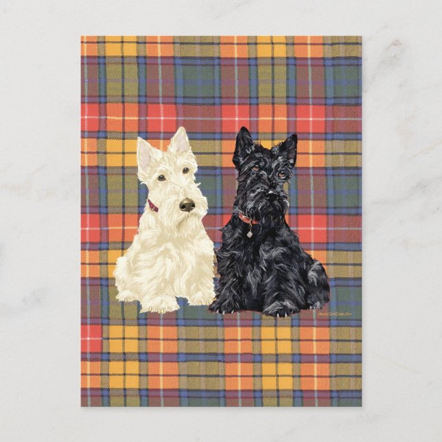 Postal Terriers Escoceses Trigosos y Negros (Anverso)