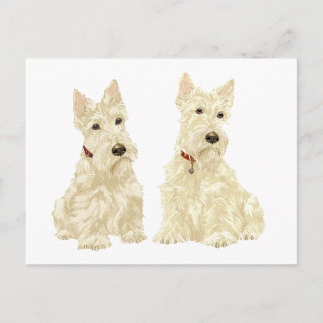Postal Terriers escoceses trigueños (Anverso)