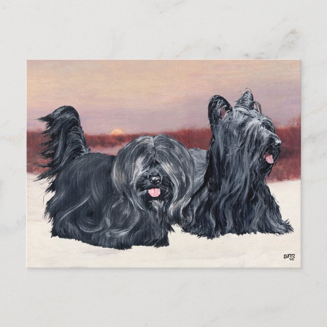Postal Terriers Skye paseando al atardecer (Anverso)