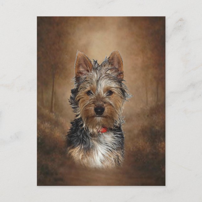 Postal Territorio Silky Australiano (Anverso)