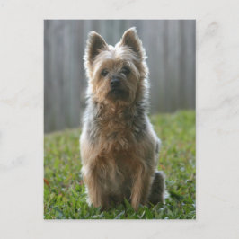 Postal Territorio Silky Australiano
