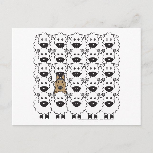 Postal Tervuren belga en oveja (Anverso)