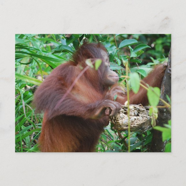Postal Tesoro de Orangutan (Anverso)