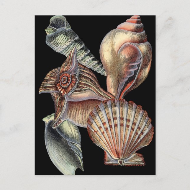 Postal Tesoros del mar (Anverso)