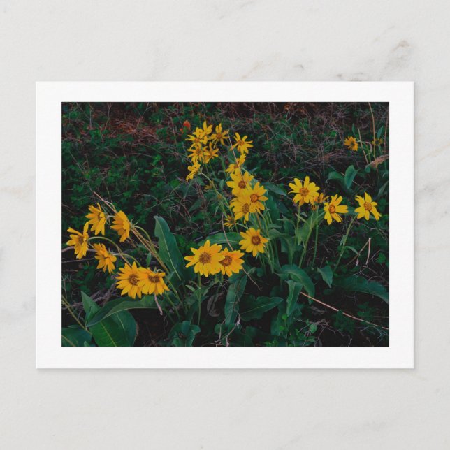 Postal "Teton Balsamroot" (Anverso)