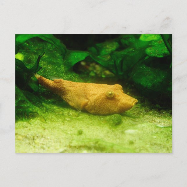 Postal Tetraodon miurus (Anverso)
