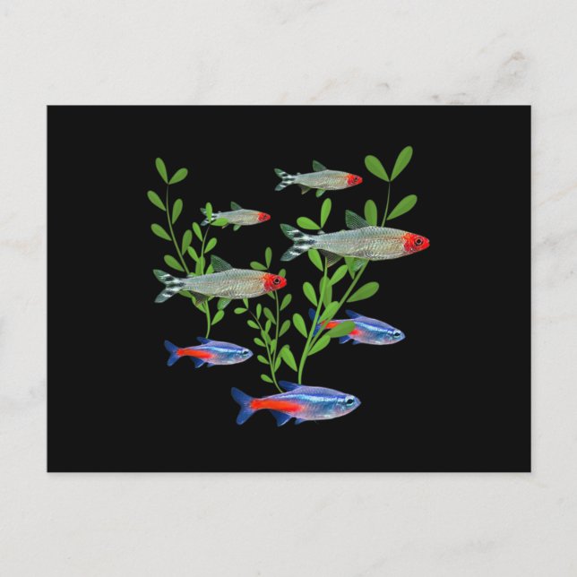 Postal Tetras Aquarium Neon Tetras Rummy Nose Tetras Fish (Anverso)