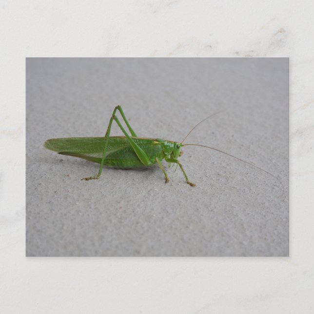 Postal Tettigonia viridissima (Anverso)