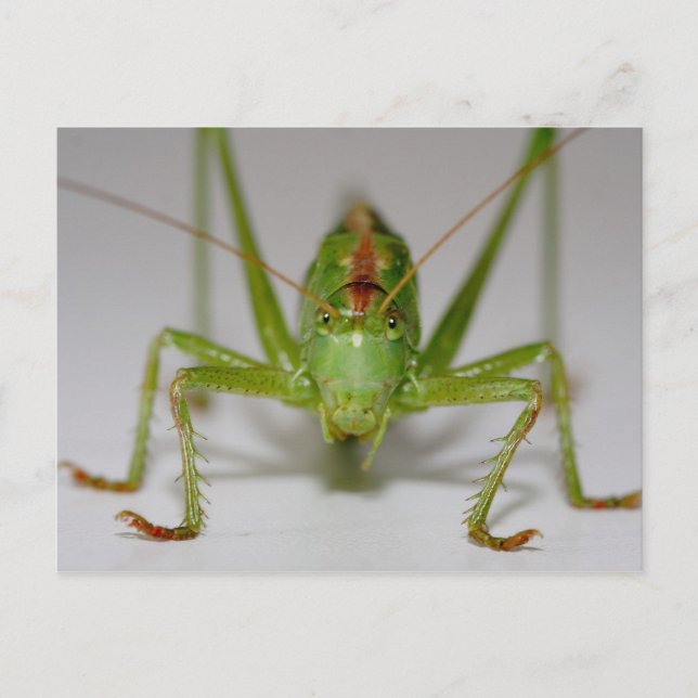 Postal Tettigonia viridissima (Anverso)