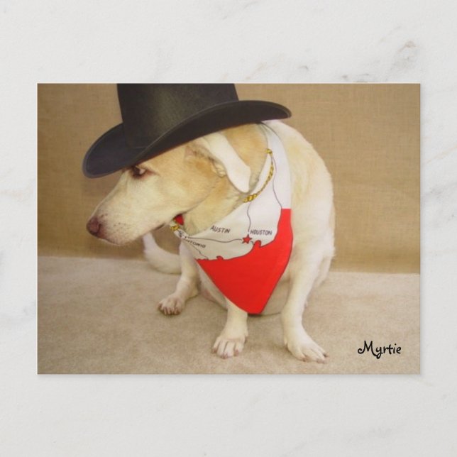 Postal Texan Myrtie Postcard (Anverso)