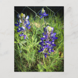 Postal Texas Bluebonnet