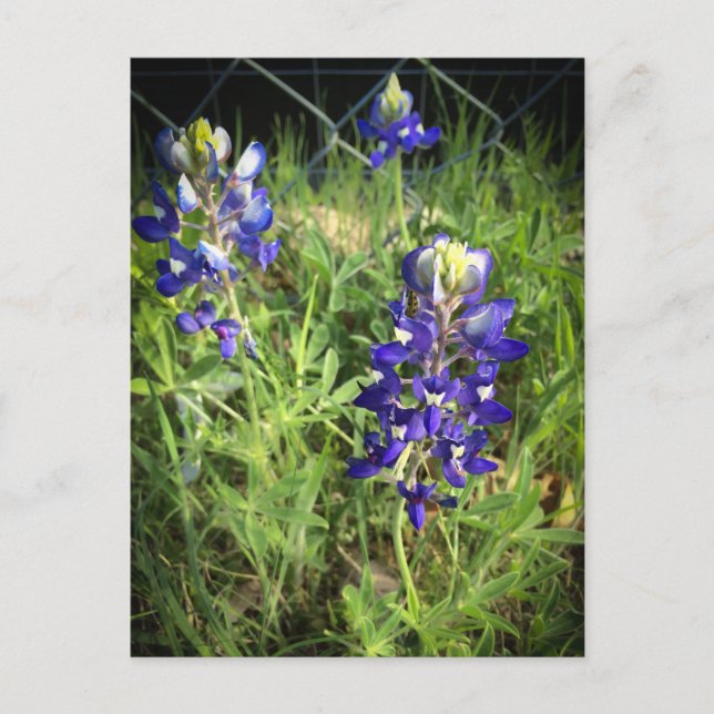 Postal Texas Bluebonnet (Anverso)