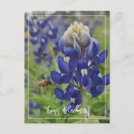Postal Texas Bluebonnet