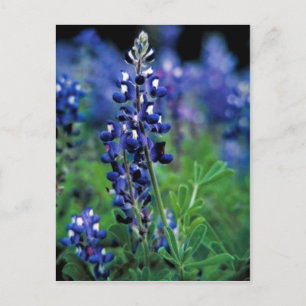 Postal Texas Bluebonnet