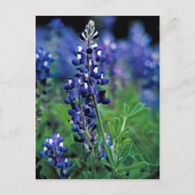 Postal Texas Bluebonnet (Anverso)