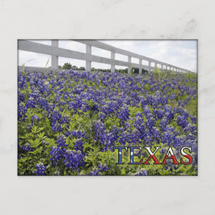Postal Texas Bluebonnets