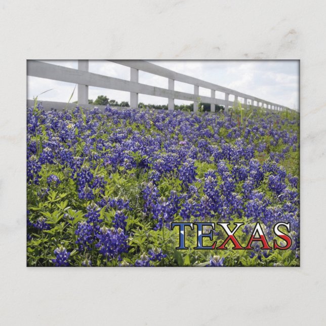 Postal Texas Bluebonnets (Anverso)