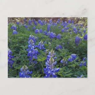 POSTAL TEXAS BLUEBONNETS