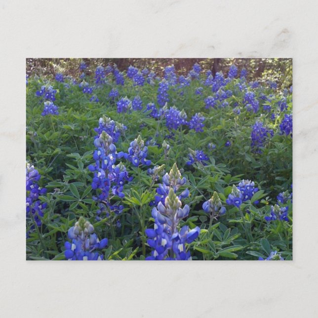 POSTAL TEXAS BLUEBONNETS (Anverso)