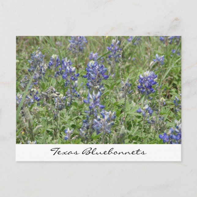 Postal Texas Bluebonnets (Anverso)