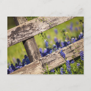 Postal Texas Bluebonnets Alrededor De Una cerca De Un Paí