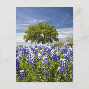 Postal Texas bluebonnets(lupinus texensis) y roble