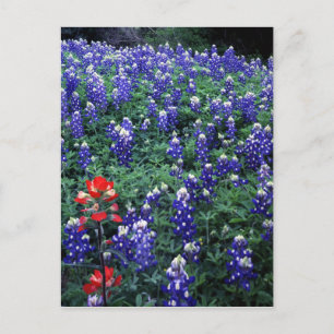 Postal Texas Bluebonnets y pincel indio