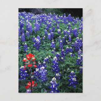 Postal Texas Bluebonnets y pincel indio