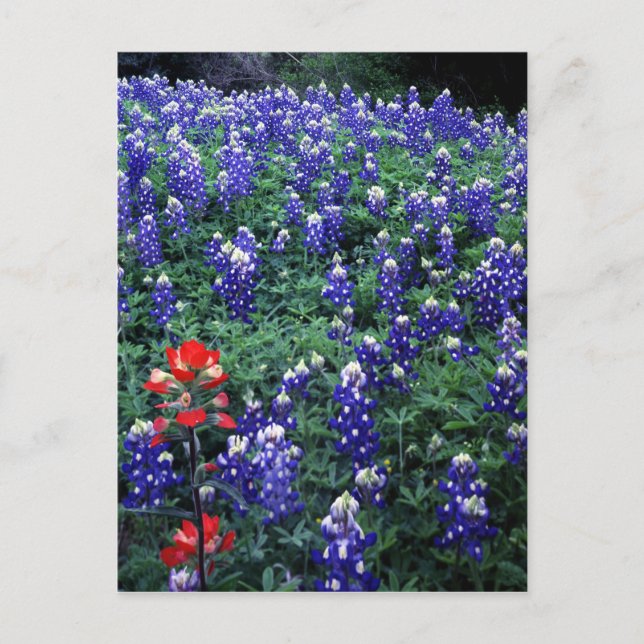 Postal Texas Bluebonnets y pincel indio (Anverso)