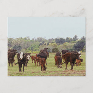 Postal Texas Cattle