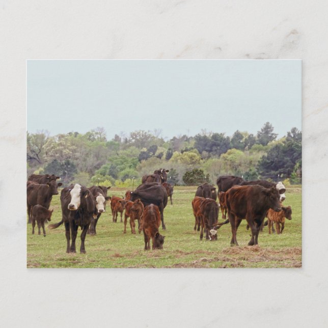 Postal Texas Cattle (Anverso)