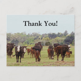 Postal Texas Cattle