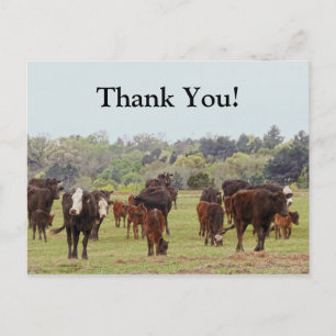 Postal Texas Cattle
