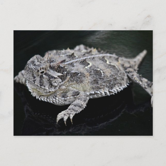 Postal Texas Horned Lizard - Reptil Estatal de Texas (Anverso)