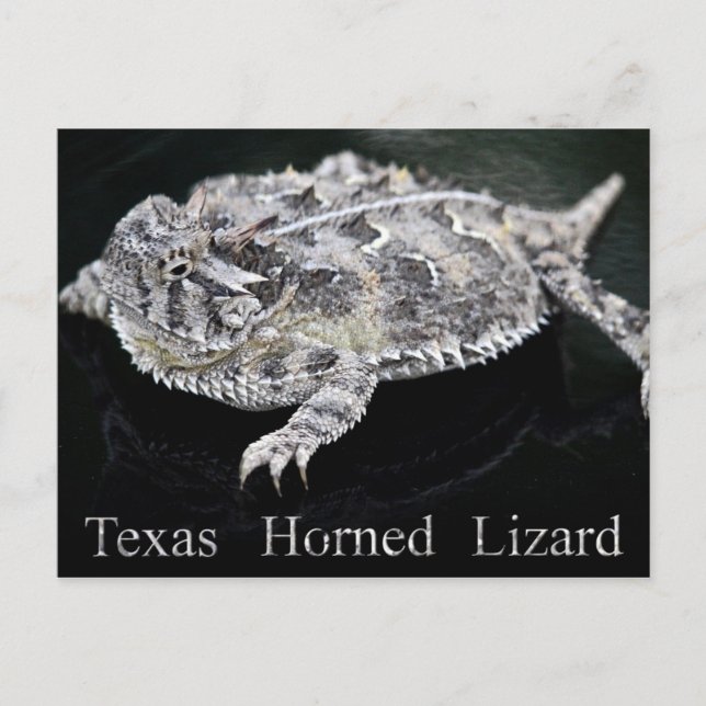Postal Texas Horned Lizard - Reptil Estatal de Texas (Anverso)