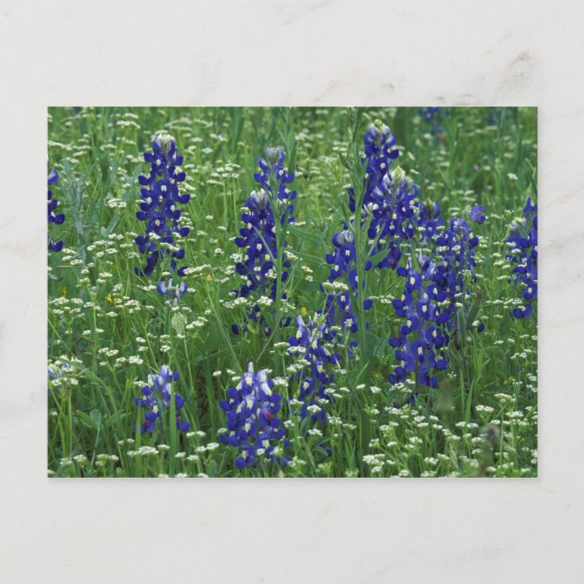 Postal Texas, Lago Buchanan. Texas Bluebonnet y silvestre (Anverso)
