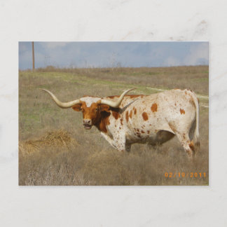Postal Texas Long Horn Postcard