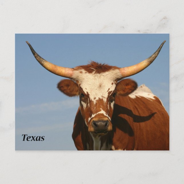 Postal Texas Longhorn (Anverso)