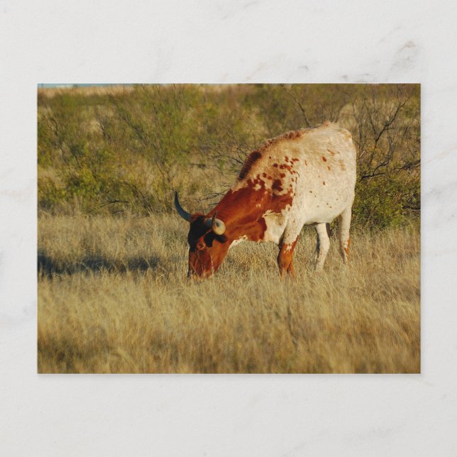 Postal Texas Longhorn Cattle (Anverso)