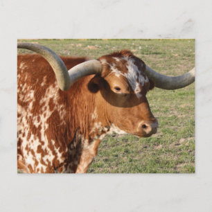 Postal Texas Longhorn Closeup