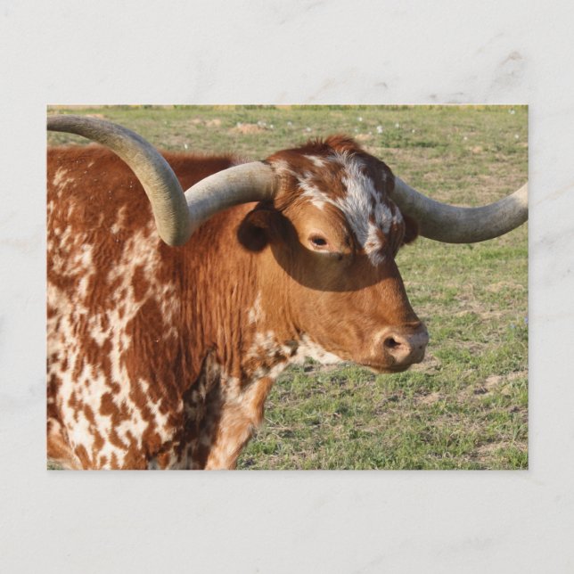 Postal Texas Longhorn Closeup (Anverso)