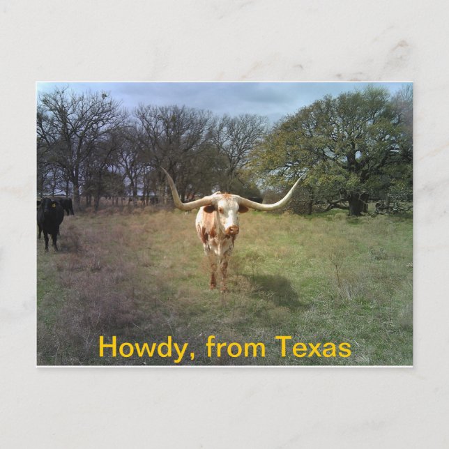 Postal Texas Longhorn - Postcard (Anverso)