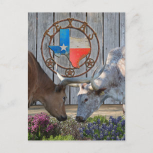 Postal Texas Longhorns In Love