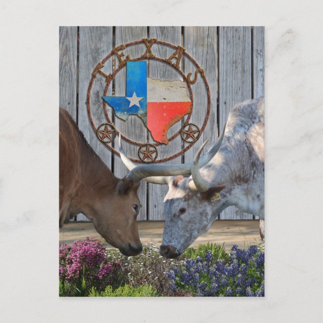 Postal Texas Longhorns In Love (Anverso)