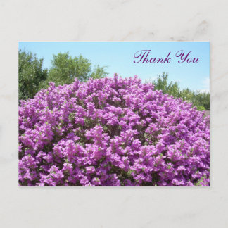 Postal Texas Sage Gracias Postcard
