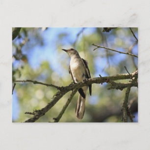 Postal Texas State Bird Post Card