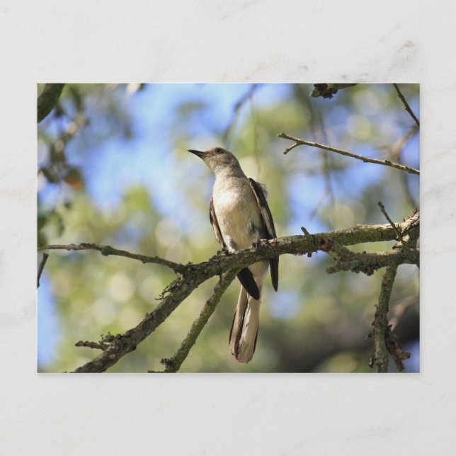 Postal Texas State Bird Post Card (Anverso)