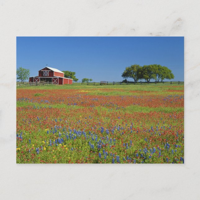 Postal Texas, Texas Hill Country, pincel de Texas (Anverso)