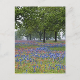 Postal Texas, Texas Hill Country, pincel de Texas y